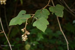Rubus indicus
